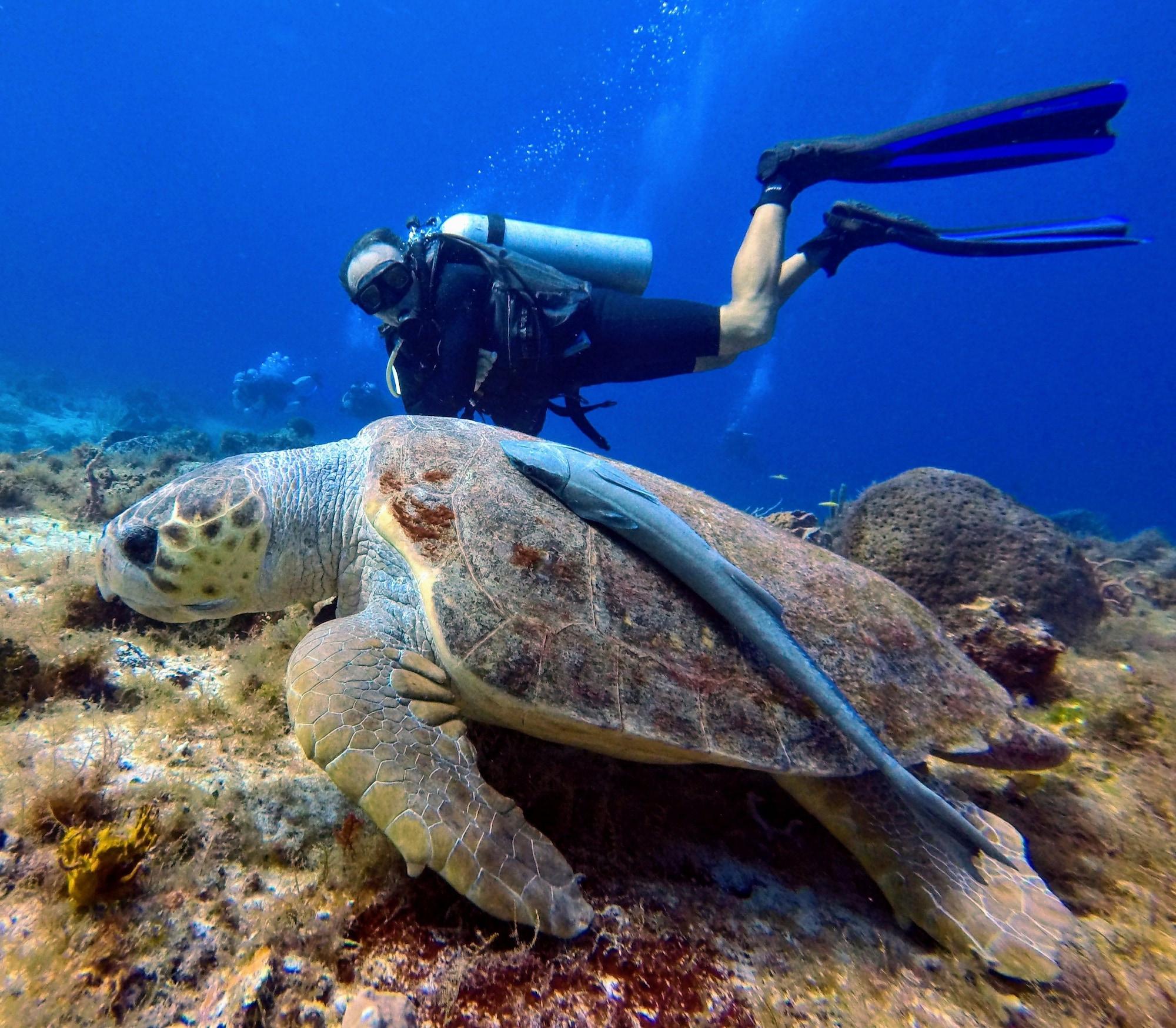 Casa Del Mar Cozumel Hotel & Dive Resort Eksteriør billede